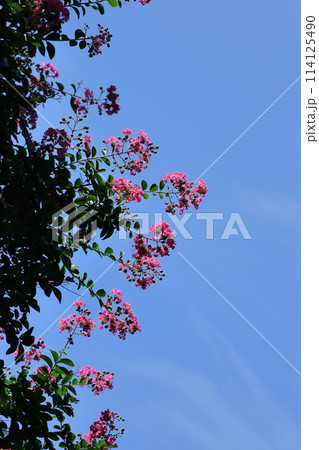 真夏の青空に映える 114125490
