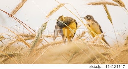 Western Yellow Wagtail. Motacilla Flava Is A Small Passerine In The Wagtail Family Motacillidae, Which Also Includes The Pipits And Longclaws. This Species Breeds In Much Of Temperate Europe And Asia 114125547