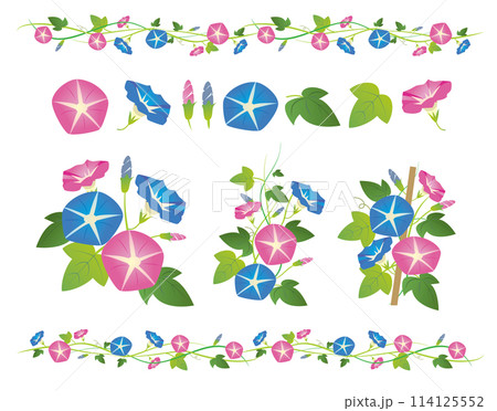 夏の朝顔の花 114125552