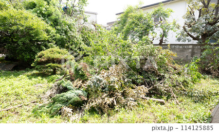 庭の草木の剪定作業中 114125885