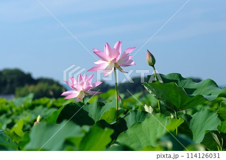 奈良藤原京跡の蓮の花 114126031