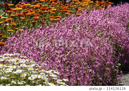 春4月の庭に咲き誇る鮮やかなピンクのシレネの花 114126126