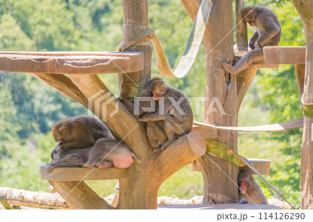 動物園に住む猿の家族 動物園に住む猿の家族 114126290
