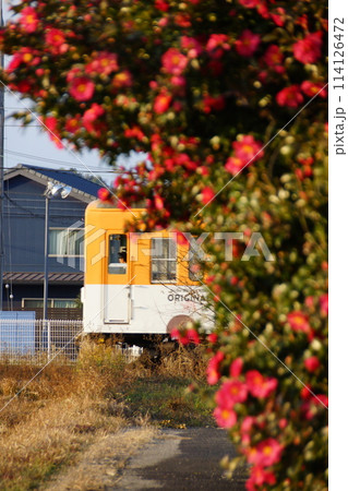 サザンカと近江鉄道　近江鉄道2024年冬1 114126472