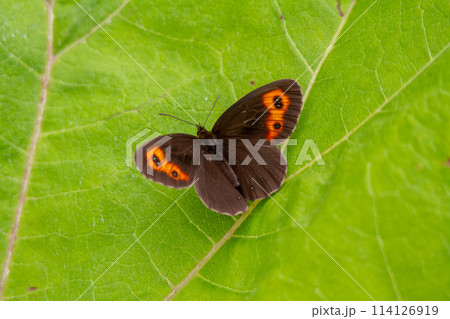 ベニヒカゲ 114126919