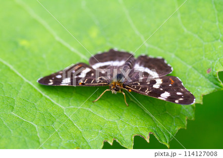 アカマダラ アカマダラ 114127008