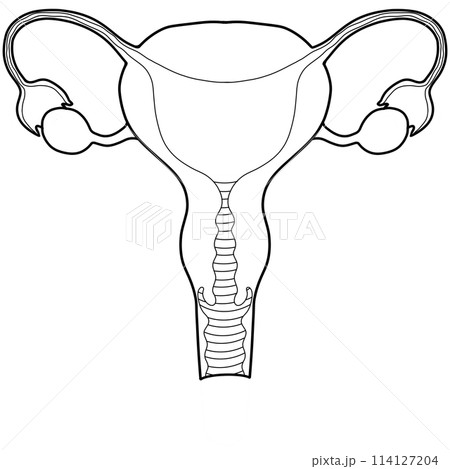 The uterus and ovaries is a part of every human body. An hand drawn illustration of anatomy The uterus and ovaries is a part of every human body. An hand drawn illustration of anatomy 114127204