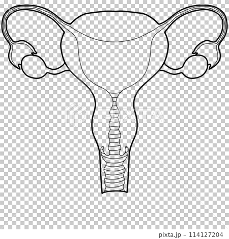 The uterus and ovaries is a part of every human body. An hand drawn illustration of anatomy The uterus and ovaries is a part of every human body. An hand drawn illustration of anatomy 114127204