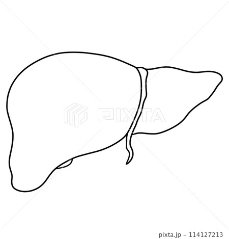 The liver is a part of every human body 114127213