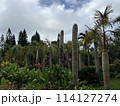 沖縄でも自然いっぱいの緑と空の風景 114127274