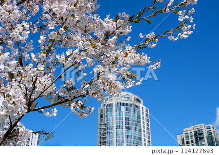 David Lam Park Yaletown beautiful park in vancouver high skyscrapers people walking in spring pacific ocean jetty cyclists sun clear sky blossoming cherry clear sunny day seagulls fly rest weekend 114127693
