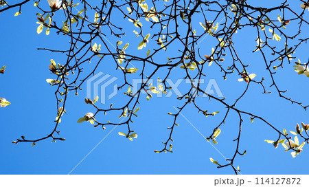 blossoming cherry and magnolia trees skyscrapers blue sky without clouds beautiful branches decorated with flowers in big city of Vancouver in Canada Burarrd station cleanliness freshness spring 114127872