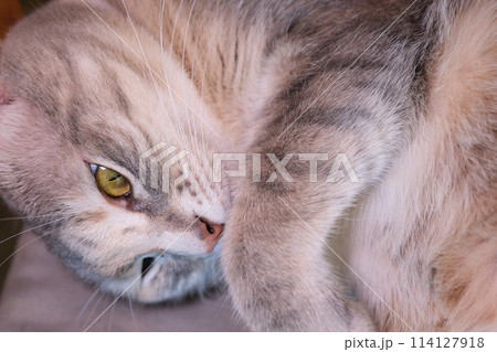 A Funny Looking Feral Cat A Funny Looking Feral Cat 114127918