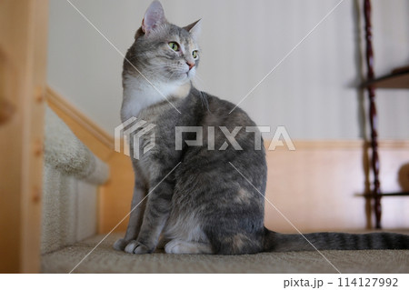 A beautiful gray British cat with a silver tabby color sits on a table against a gray wall and colored curtains and looks out the window A beautiful gray British cat with a silver tabby color sits on a table against a gray wall and colored curtains and looks out the window 114127992