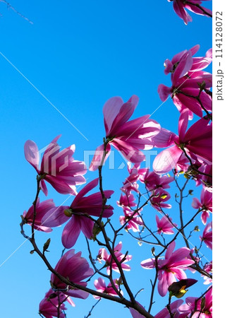 Pink magnolia flowers blooming on magnolia tree branches Magnolia soulangeana 114128072