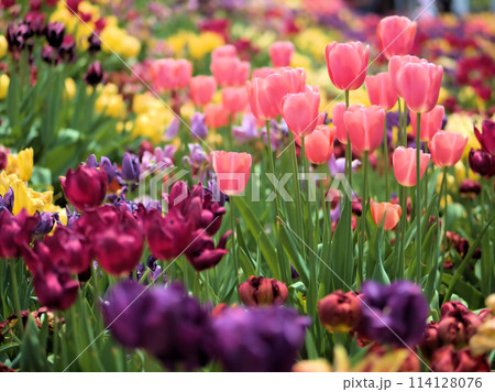 4月に咲いたカラフルなチューリップ 114128076