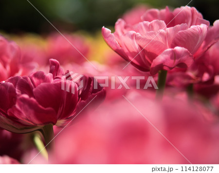 4月に咲いたカラフルなチューリップ「ウエディング･ギフト」 114128077