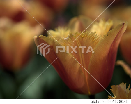 4月に咲いたカラフルなチューリップ「ランバダ」 114128081