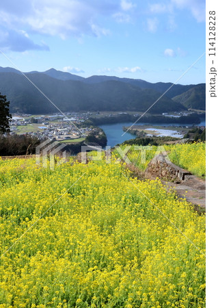 天空の菜の花畑を散策 (高知県 香美市 香北町) 天空の菜の花畑を散策 (高知県 香美市 香北町) 114128228