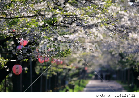 辰巳の森緑道公園の桜並木(東京都江東区) 辰巳の森緑道公園の桜並木(東京都江東区) 114128412
