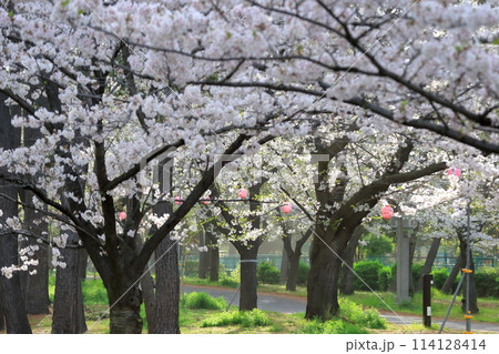 辰巳の森緑道公園の桜並木（東京都江東区） 114128414