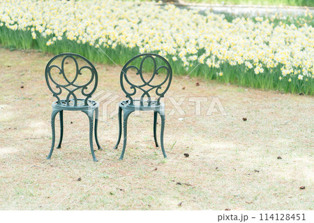 スイセンガーデンとおしゃれな洋風の椅子 114128451