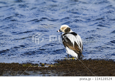 コオリガモ雄 コオリガモ雄 114128524