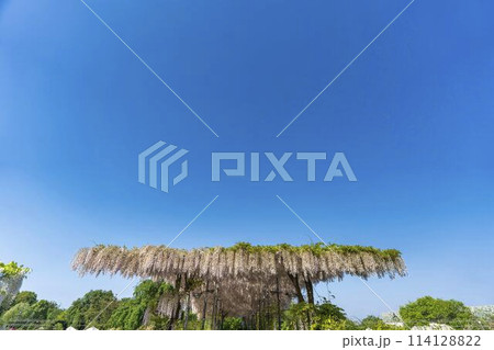 初夏に咲くうす紅藤の花　うす紅橋　あしかがフラワーパーク　栃木県足利市 114128822