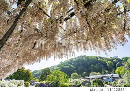 初夏に咲くうす紅藤の花　うす紅橋　あしかがフラワーパーク　栃木県足利市 114128824