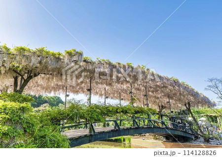 初夏に咲くうす紅藤の花 うす紅橋 あしかがフラワーパーク 栃木県足利市 初夏に咲くうす紅藤の花 うす紅橋 あしかがフラワーパーク 栃木県足利市 114128826