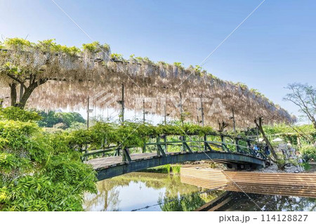 初夏に咲くうす紅藤の花　うす紅橋　あしかがフラワーパーク　栃木県足利市 114128827