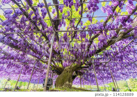 初夏に咲く八重藤の花　あしかがフラワーパーク　栃木県足利市 114128889