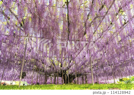 初夏に咲く大藤の花 あしかがフラワーパーク 栃木県足利市 初夏に咲く大藤の花 あしかがフラワーパーク 栃木県足利市 114128942