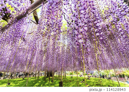 初夏に咲く大藤の花 あしかがフラワーパーク 栃木県足利市 初夏に咲く大藤の花 あしかがフラワーパーク 栃木県足利市 114128943