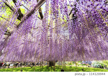 初夏に咲く大藤の花　あしかがフラワーパーク　栃木県足利市 114128944