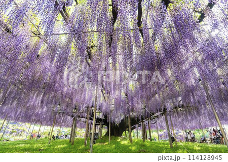 初夏に咲く大藤の花 あしかがフラワーパーク 栃木県足利市 初夏に咲く大藤の花 あしかがフラワーパーク 栃木県足利市 114128945