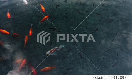 A group of fish swimming in a pond. The fish are of different colors and sizes. The pond is green and the fish are scattered throughout the water A group of fish swimming in a pond. The fish are of different colors and sizes. The pond is green and the fish are scattered throughout the water 114128973