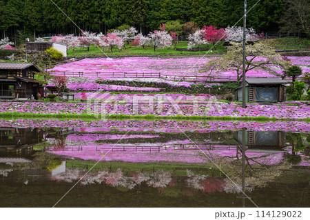 國田家の芝桜 114129022