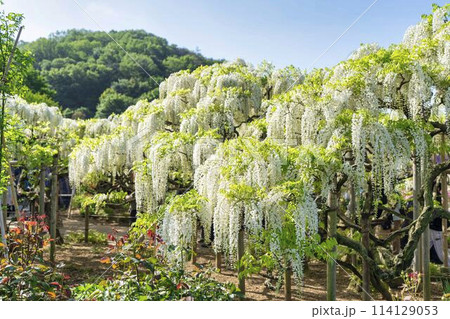 初夏に咲く白藤の花　あしかがフラワーパーク　栃木県足利市 114129053