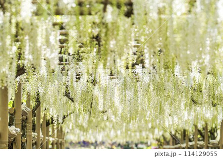 初夏に咲く白藤の花 あしかがフラワーパーク 栃木県足利市 初夏に咲く白藤の花 あしかがフラワーパーク 栃木県足利市 114129055