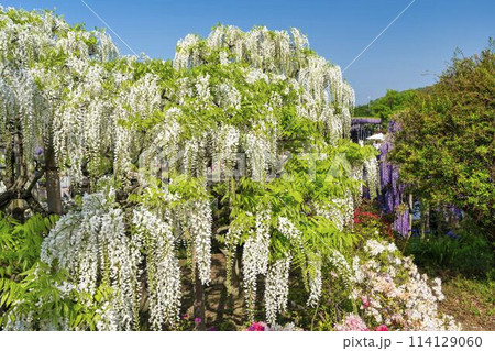 初夏に咲く白藤の花　あしかがフラワーパーク　栃木県足利市 114129060