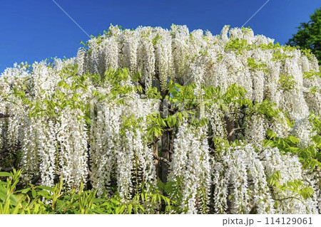 初夏に咲く白藤の花 あしかがフラワーパーク 栃木県足利市 初夏に咲く白藤の花 あしかがフラワーパーク 栃木県足利市 114129061