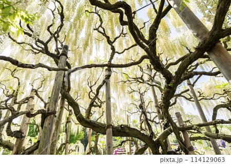 初夏に咲く白藤の花　あしかがフラワーパーク　栃木県足利市 114129063