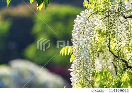 初夏に咲く白藤の花 あしかがフラワーパーク 栃木県足利市 初夏に咲く白藤の花 あしかがフラワーパーク 栃木県足利市 114129066