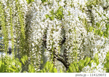 初夏に咲く白藤の花　あしかがフラワーパーク　栃木県足利市 114129072