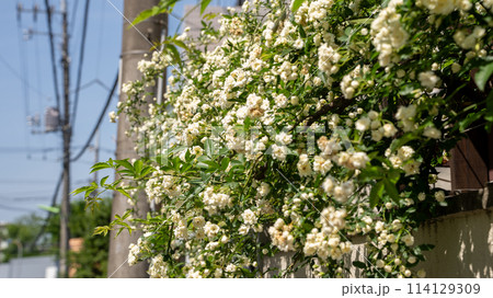 住宅街の庭先に咲き誇る白いモッコウバラ 114129309