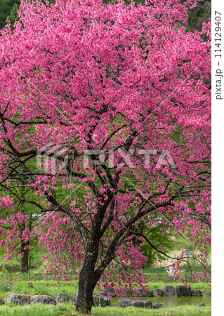 満開の花桃 満開の花桃 114129407