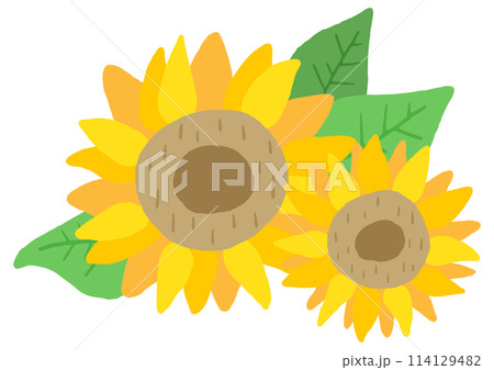 ひまわりの花、向日葵、夏の花、かわいい手描きイラスト 114129482