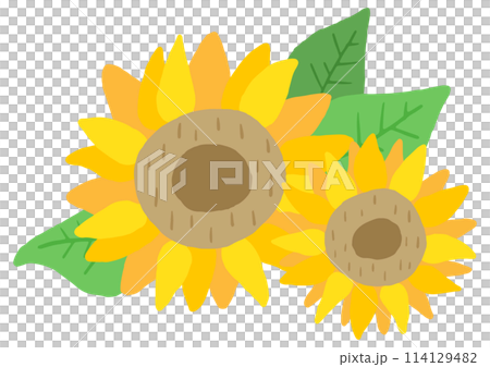 Sunflower flower, sunflower, summer flower, cute hand drawn illustration 114129482