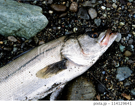 ルアーで釣れたフッコ ルアーで釣れたフッコ 114129641